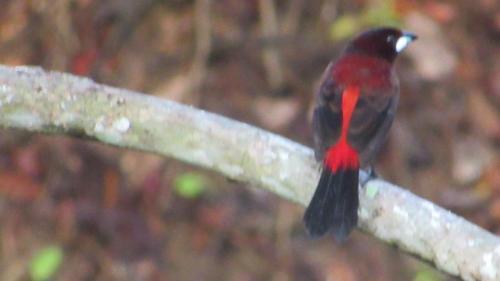 a red and black bird sitting on a tree branch at HOSTAL MIRADOR dentro del parque tayrona in El Zaino