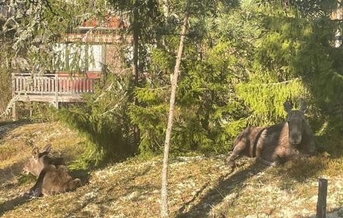 two animals laying in the grass next to trees at 3 Bedroom Amazing Home In Yxlan in Yxlö