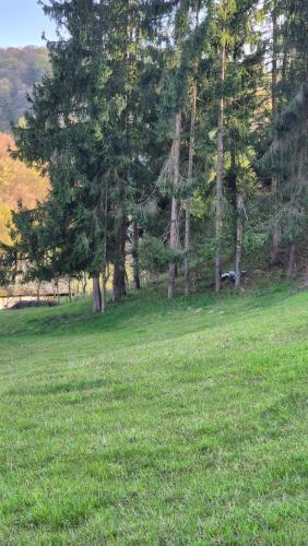 a field with trees and green grass in a field at Cabana Bendis in Suciu de Sus