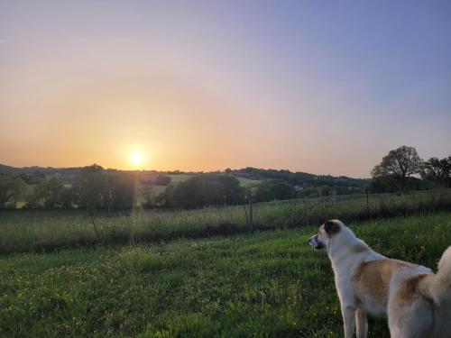 two dogs standing in a field at sunset at La Gurlanne in Lasséran