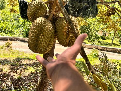 a person reaching for a durian hanging from a tree at Pickleball Peak Villa Langkawi by Langit Hill in Ulu Melaka
