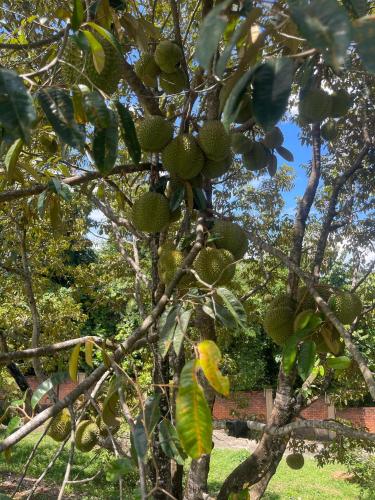 a yellow bird sitting on a branch of a tree at Pickleball Peak Villa Langkawi by Langit Hill in Ulu Melaka