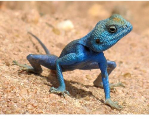 a blue lizard is sitting on the ground at Dana Village experience hotel in Dana