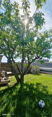 a tree in a field with a soccer ball in the grass at Villa avec piscine - 3 chambres in Alignan-du-Vent