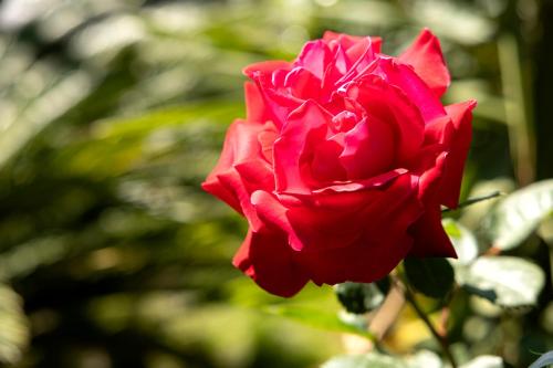 a red rose is growing in a garden at Le Rose - Suites e Breakfast a 5 min dal mare e Misano World Circuit in Misano Adriatico