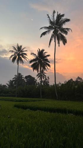 two palm trees in a field at sunset at Rice Field inn - Lombok in Tetebatu