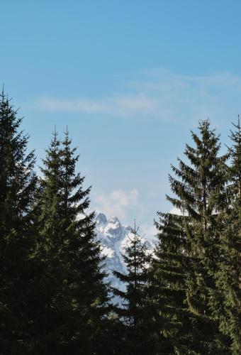 a group of pine trees with a mountain in the background at Bujtina Arlindi in Valbonë