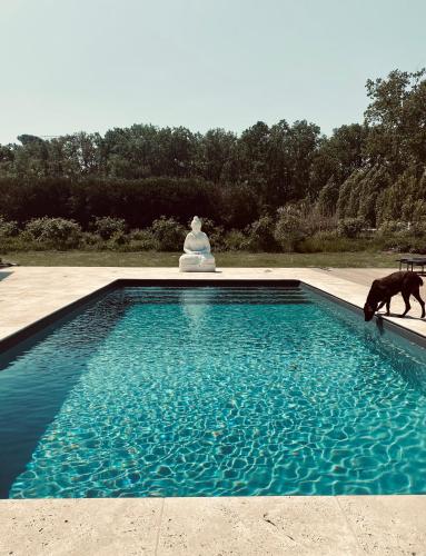 un chien se tient à côté d'une piscine dans l'établissement Château Wellness Exclusif - Yoga et Événements Luxe, Loire Valley, à Lassay-sur-Croisne