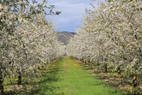 a row of apple trees with white flowers on them at Villa Spacieuse au Calme Absolu avec Grande Piscine Jacuzzi Chauffé - Grand Jardin Sans Vis a vis- Salle de Jeux avec Fresque du Nougat - Ideal Familles et Groupes Drome Provencale in Montélimar