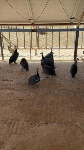 a group of birds walking around in a pen at Eco Farm Tayssir Marrakech in Marrakech