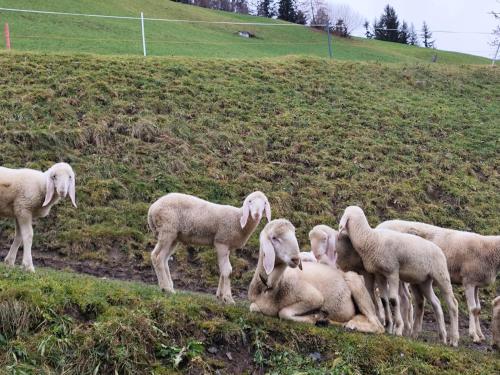 a herd of sheep standing on top of a hill at Wieshof in Kaltenbach