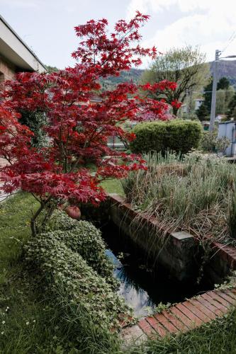 a tree with red leaves next to a pond at La Cinciallegra in Val Della Torre