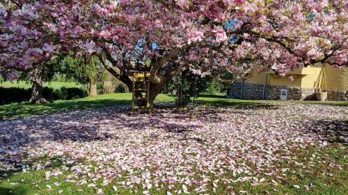 un arbre avec des fleurs roses sur le sol dans l'établissement Villa MIRENSOU, à Montfort-en-Chalosse