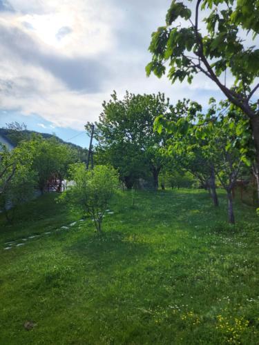 a field of green grass with trees in the background at Agroturizem Devin in Qerret
