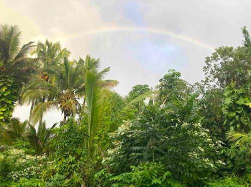 a rainbow in the sky over a forest of trees at Seaside House and Aloha Bungalow in Pahoa
