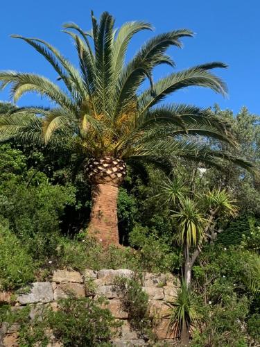 Κήπος έξω από το Paradis Provençal