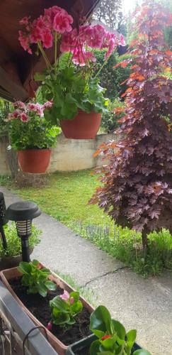 a group of potted plants in a garden at Apartmani V&F in Vrnjačka Banja