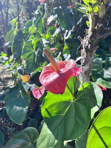 Taman di luar Chalé Gaia - Hospedagem Itatiaia