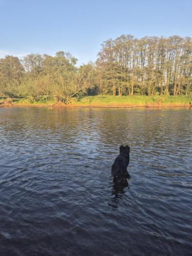 a black dog is standing in the water at Chez Rosé in Sainte-Cécile
