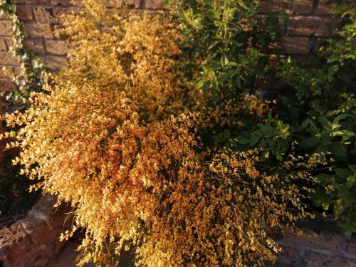 a plant with brown flowers in a garden at B&B Villa Milena in Ariano Irpino
