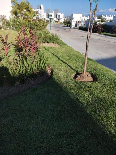 a small tree in the grass next to a street at Casa Monstera te espera in Naranjo