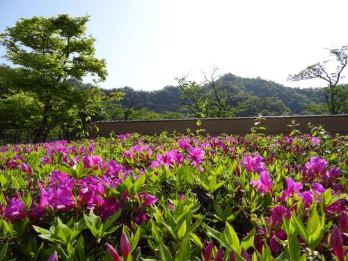 a field of pink flowers in a garden at Ginka in Toyooka