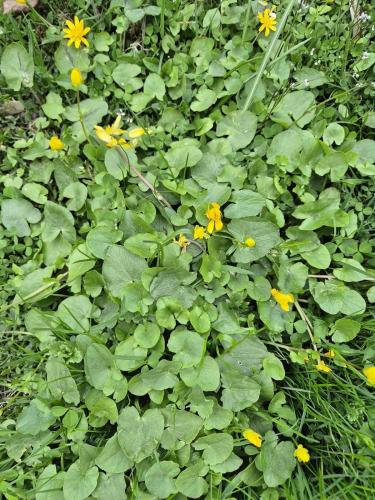 a group of yellow and green flowers in the grass at Peaceful space in the midst of forest in Näsum