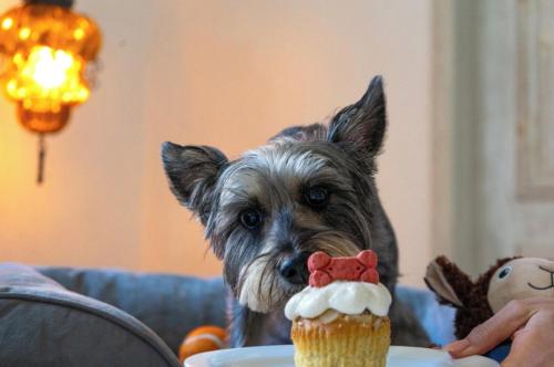 a dog is eating a cupcake on a plate at Mar del Cabo By Velas Resorts Adults Only in San José del Cabo