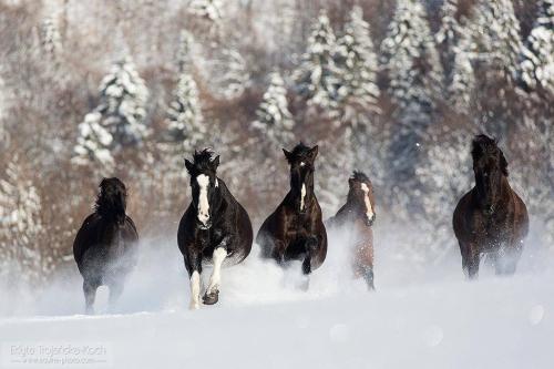 Ośrodek Górskiej Turystyki Jeździeckiej Połoniny