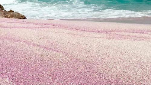 a pink beach with water and the ocean at Pink Beaches Guest Houses in Al Ḩadd