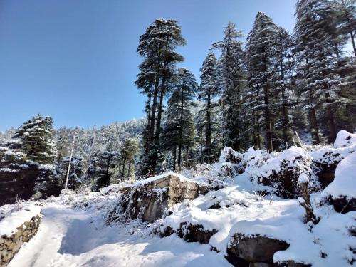 a snow covered forest with trees in the background at Himalayan Horizon Deohari in Sainj