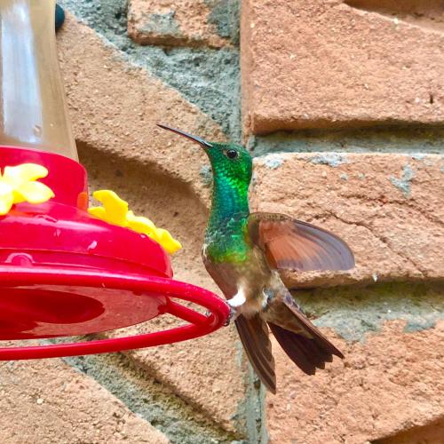 a humming bird perched on a bird feeder at Hotel JADE in Mesa Colorada