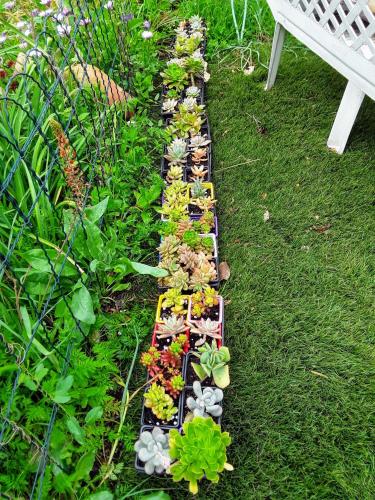 un jardin avec des plantes et des rochers sur l'herbe dans l'établissement Eden appartement T2 dans aile de villa, à La Londe-les-Maures