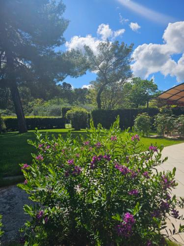 a bush with purple flowers in a garden at Villa Monacelli in Fano
