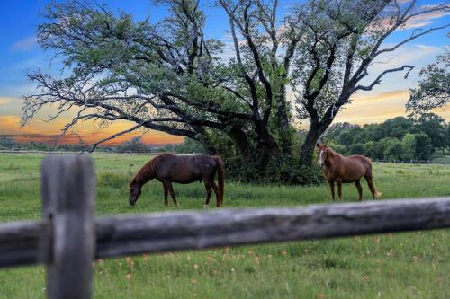 two horses grazing in a field near a tree at Stunning 2-Story Container Home with Rooftop Terrace in Bellmead