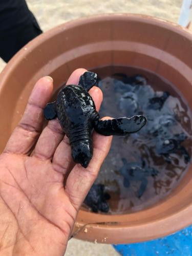 a hand holding a small turtle in a pot at Danish Crown Hotel in Ambalangoda