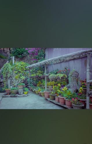 a bunch of potted plants in a garden at Miryok Homes in Mirik
