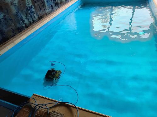a dolphin in the water in a swimming pool at Villa-Fuldablick in Morschen