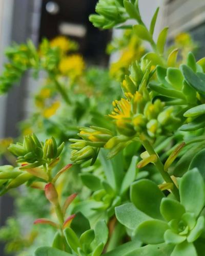 a group of green plants with yellow flowers at 4 Venti in Curtatone