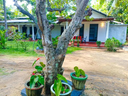 a tree with pots of plants in front of a house at Sigiriya Moon Mirage Villa in Sigiriya