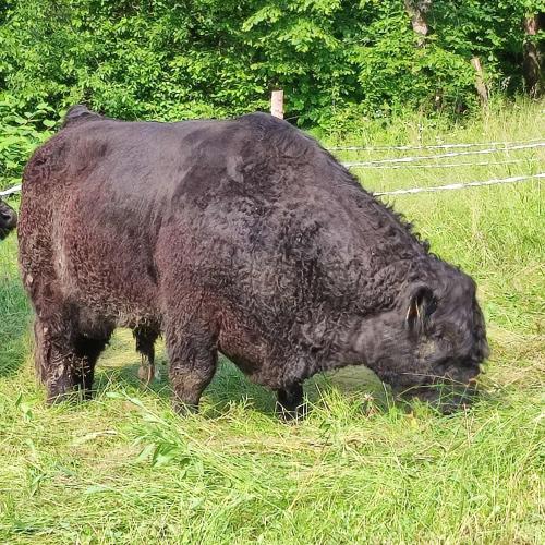 a large black pig standing in the grass at Apartma Naravni biser in Brezje