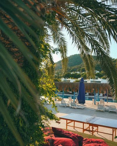 a view of a pool with chairs and a palm tree at Club Afrodit Tatil Köyü in Altınoluk