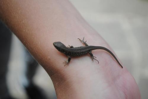 a lizard on the arm of a person at Familien-Bauernhof Neumoar in Sankt Johann im Pongau
