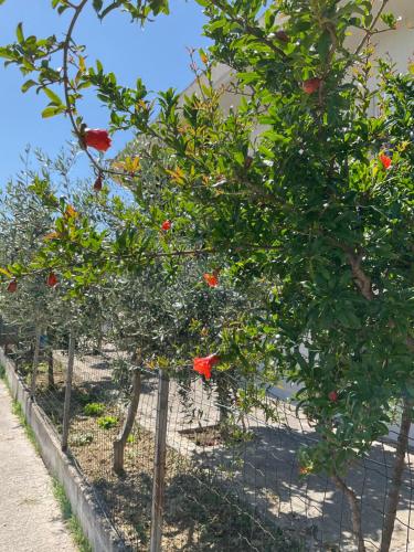 Κήπος έξω από το Villa Pomegranate