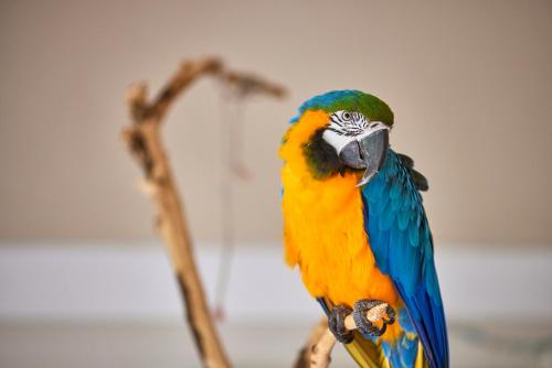 a colorful parrot is sitting on a branch at Son Sant Jordi in Pollença