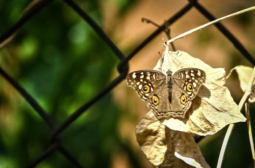 a butterfly is sitting on a leaf at sukhwan BY WILD FLOWER in Mulshi