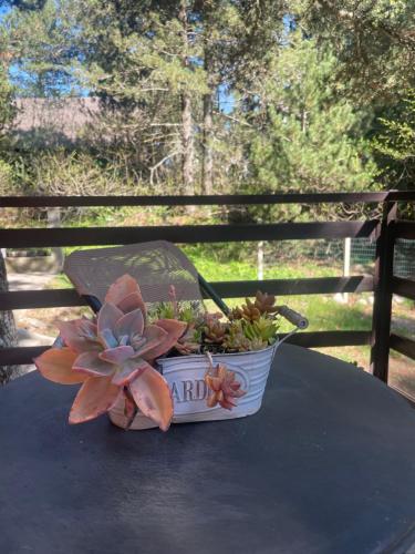 Billede fra billedgalleriet på Moonica Rujiste i Mostar