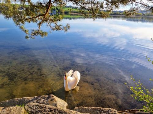 a white swan swimming in a lake at APARTMÁNY I&V - Adults only in Plzeň