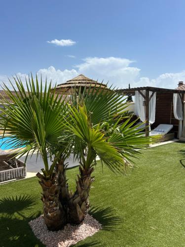 un palmier dans une cour à côté d'une maison dans l'établissement Appartement duplex meublé avec vue sur piscine, à Pont-Saint-Esprit