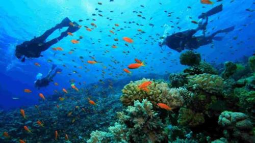two people swimming over a coral reef with fish at Komodo Island Tour 3 Days with Best Komodo Tour in Pulau Kukusan